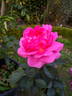 ABRouz rose photo