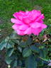 ABRouz rose photo
