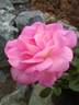 ABRsweet rose photo