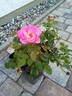 ABRsweet rose photo