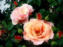 Martin des Senteurs rose photo