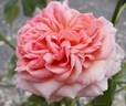 ABRama rose photo