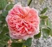 ABRama rose photo