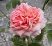 ABRama rose photo
