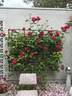 Souvenir de Claudius Denoyel rose photo