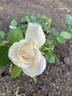 June Bride rose photo