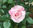 Our Lady of Guadalupe ™ rose photo