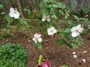 Anne-Aymone Giscard d'Estaing rose photo