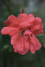 Blaze of Glory rose photo