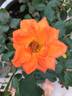 Wildfire rose photo