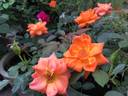 Wildfire rose photo
