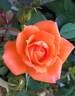 Wildfire rose photo