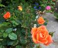 Wildfire rose photo