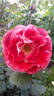 Maestro ® rose photo