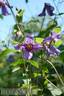 C. viticella 'Blue Boy' clematis photo
