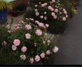 Octavia Hill rose photo