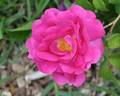 Peter Cox rose photo