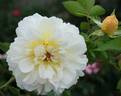 Citron Fizz rose photo