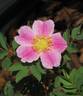 <i>Rosa arkansana</i> 'Peppermint' rose photo