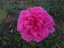 Madame Pierre Euler rose photo