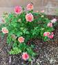 Perfume Tiger rose photo