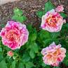 Perfume Tiger rose photo