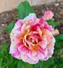 Perfume Tiger rose photo