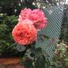 Etrusca ® rose photo