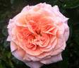 Prairie Sunrise rose photo