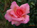 Zambra ® rose photo