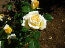 Ahimsa rose photo