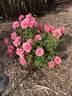 Malaguena rose photo