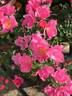 Roger English rose photo