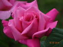 Prima Ballerina ® rose photo
