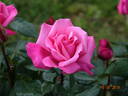 Prima Ballerina ® rose photo