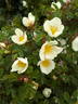 <i>Rosa hemisphaerica X Rosa gallica</i> rose photo