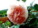 George Sand rose photo