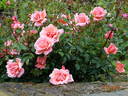 Zambra ® rose photo