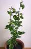 Verschuren rose photo