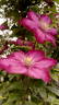 Ville de Lyon clematis photo