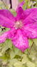 C. 'Ernest Markham' clematis photo