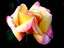 Philippe Noiret ® rose photo