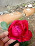Valentino rose photo