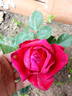 Valentino rose photo