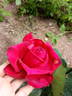 Valentino rose photo