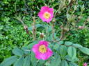 R. macrophylla rose photo