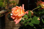 Carnival Glass rose photo