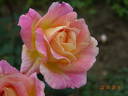 Recuerdo de Felio Camprubi rose photo