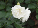 Christa rose photo