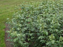 Queen of Hearts rose photo